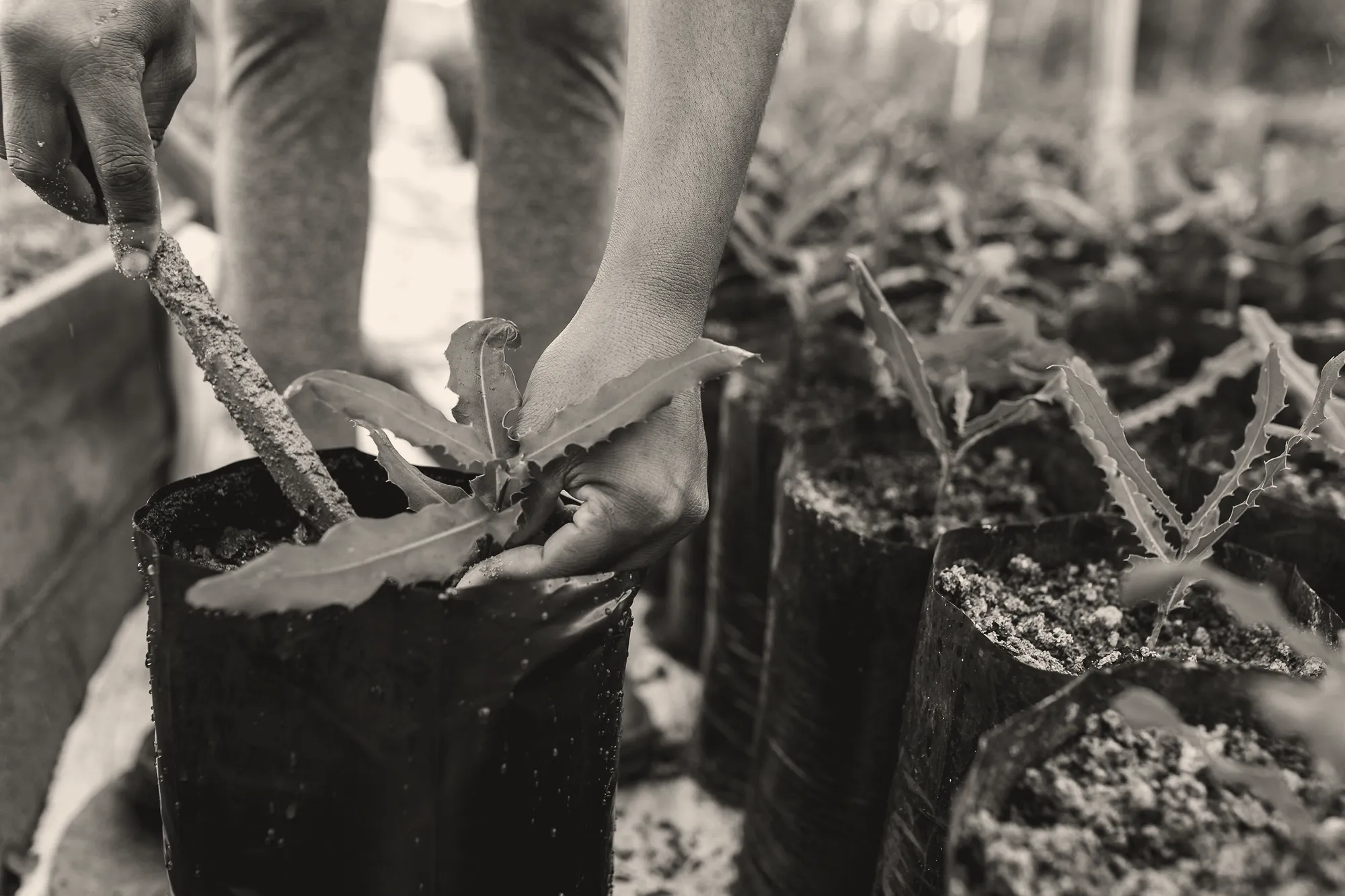 A hand holding a potted tree seedling before planting.